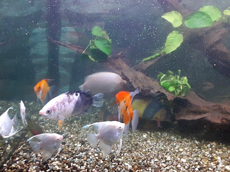 Chova akvarijních rybiček Jan Kyzůr Jablonec nad Nisou