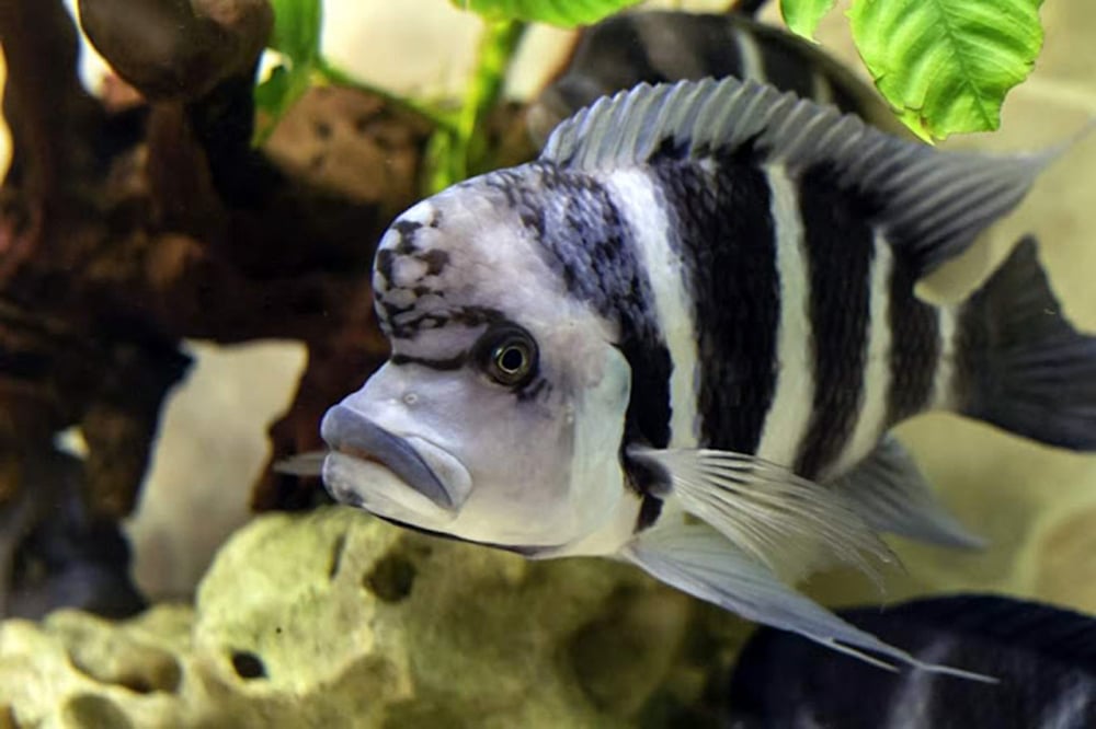 Chova akvarijních rybiček Jan Kyzůr Jablonec nad Nisou