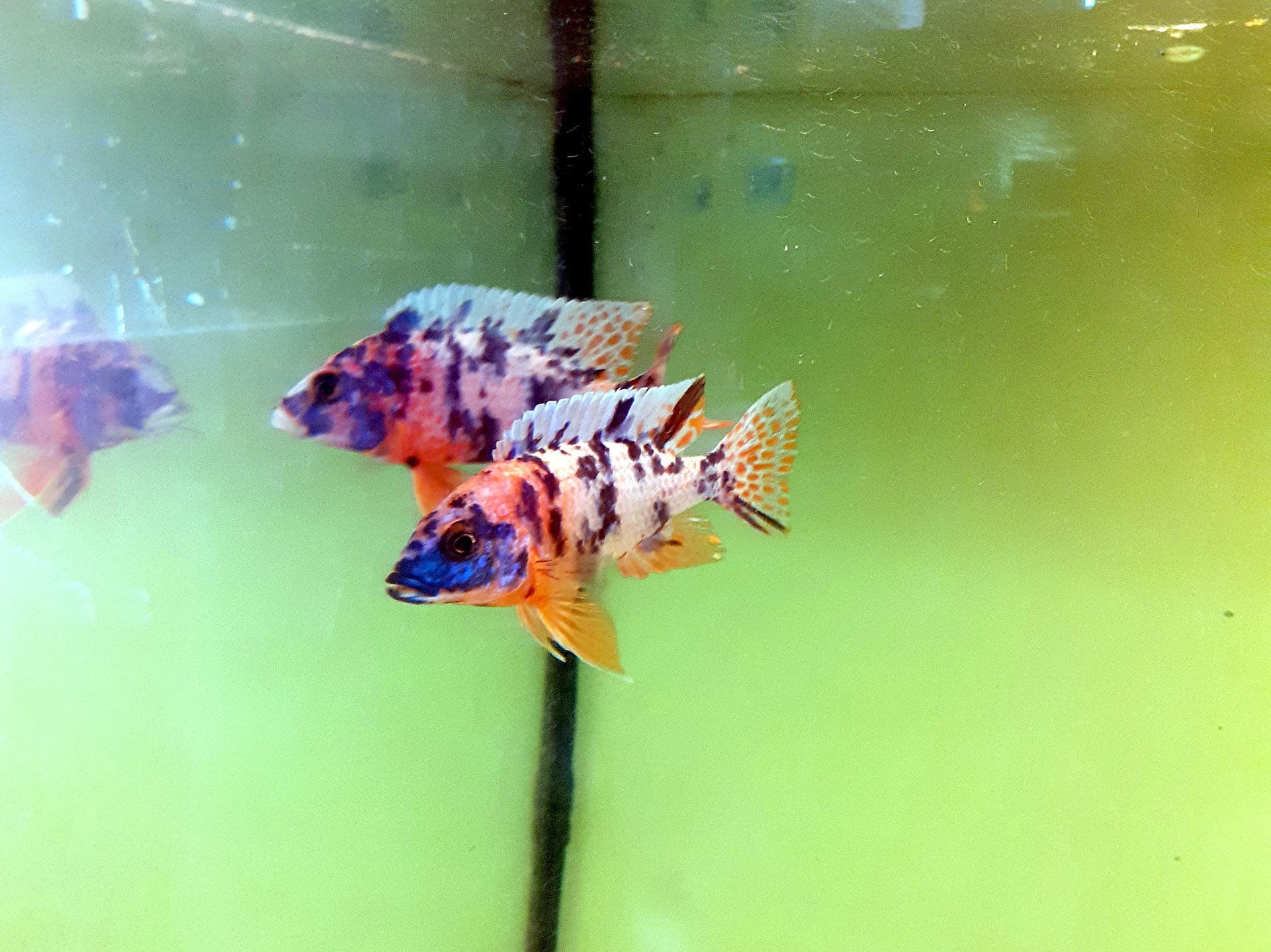 Chova akvarijních rybiček Jan Kyzůr Jablonec nad Nisou