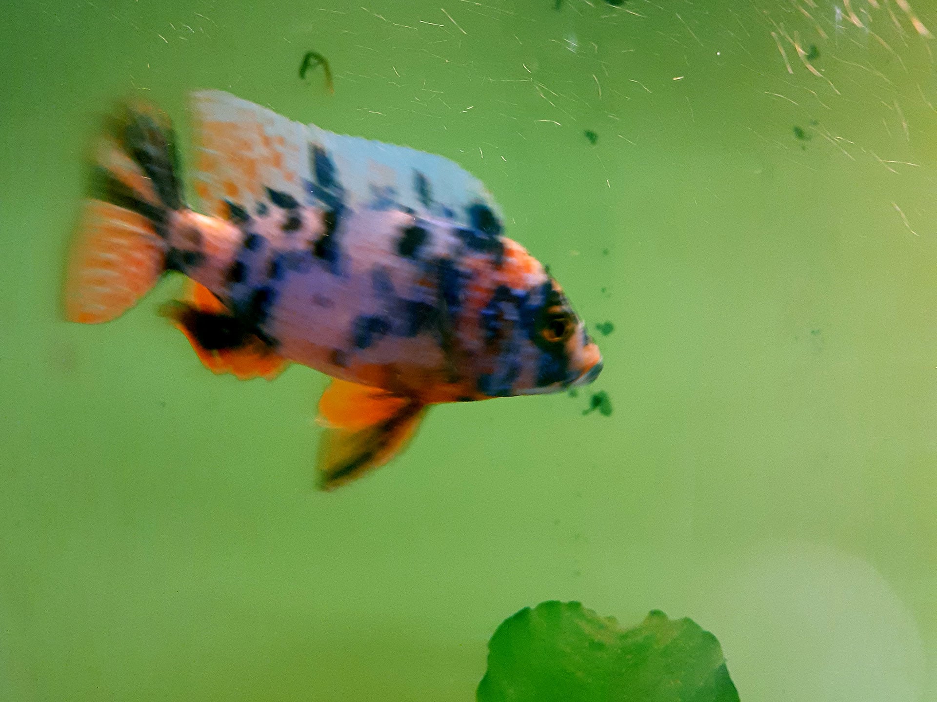 Chova akvarijních rybiček Jan Kyzůr Jablonec nad Nisou