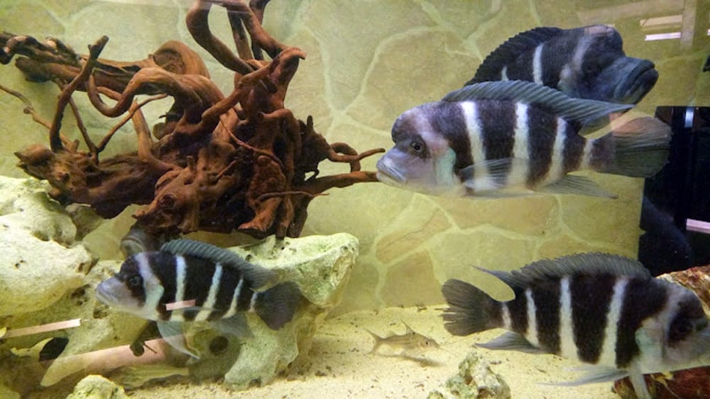 Chova akvarijních rybiček Jan Kyzůr Jablonec nad Nisou