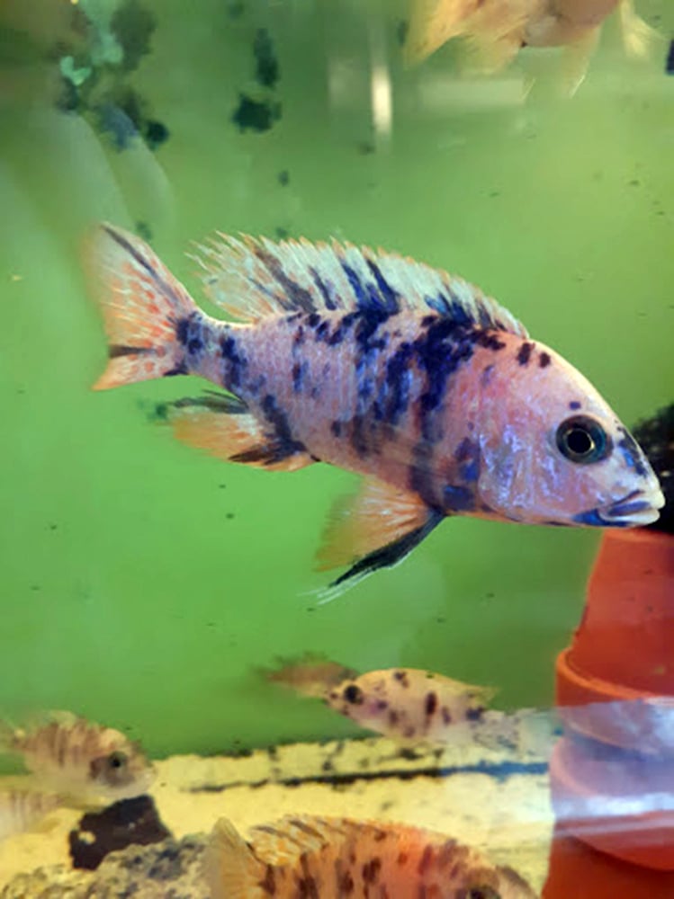 Chova akvarijních rybiček Jan Kyzůr Jablonec nad Nisou