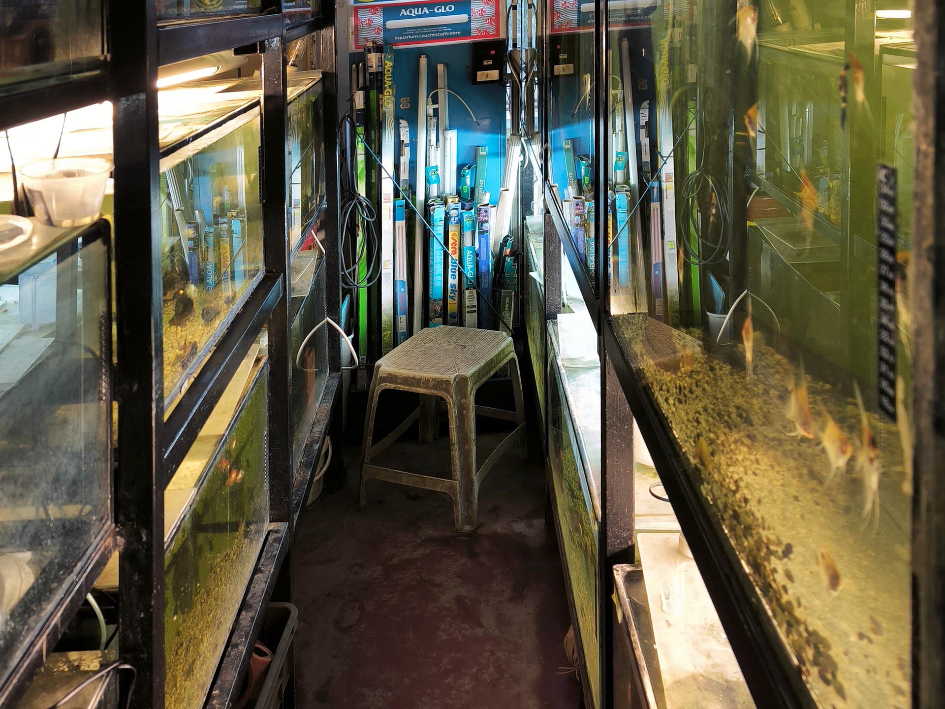 Chova akvarijních rybiček Jan Kyzůr Jablonec nad Nisou