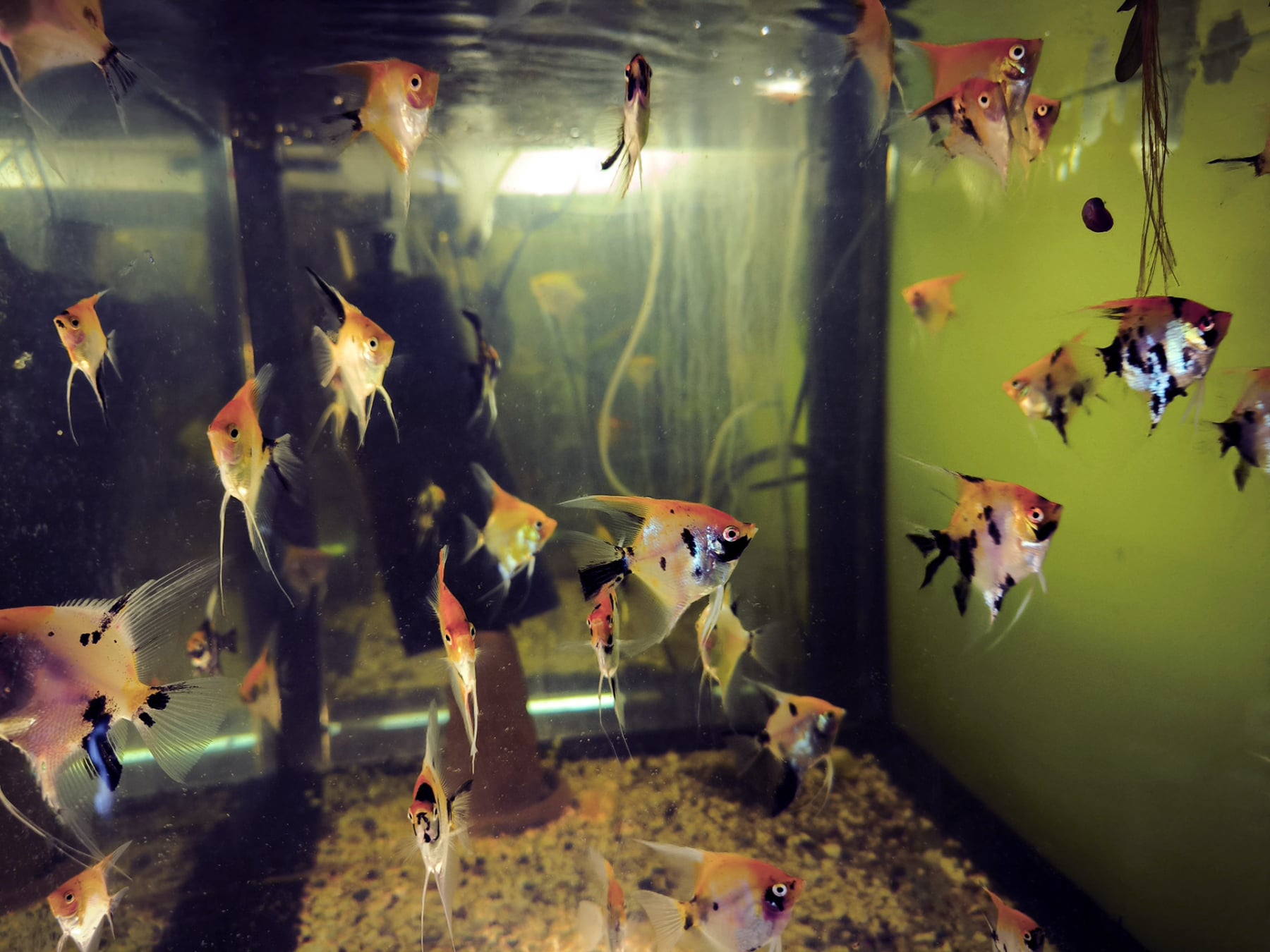 Chov akvarijních ryb Jan Kyzúr Jablonec nad Nisou