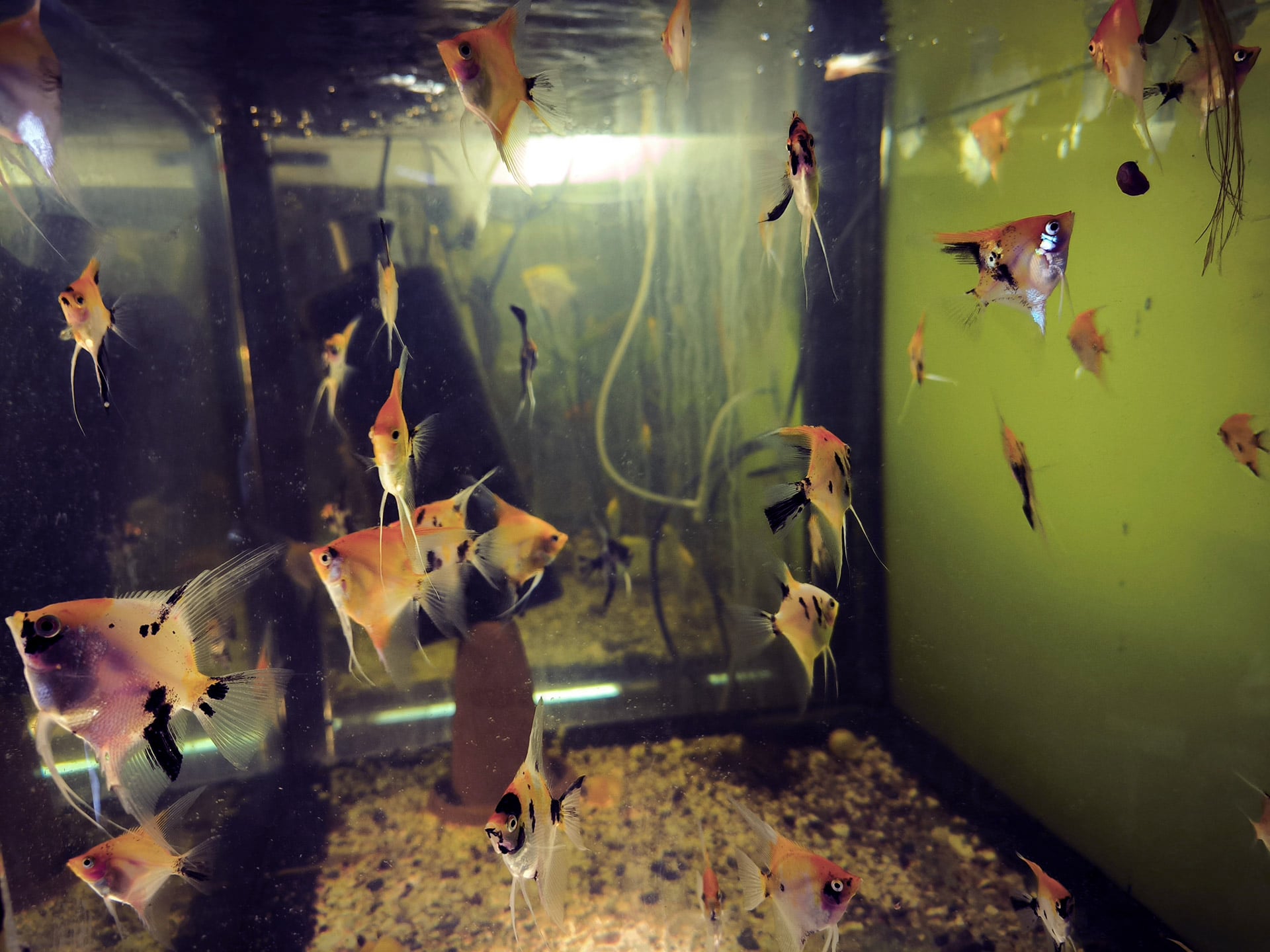 Chova akvarijních rybiček Jan Kyzůr Jablonec nad Nisou