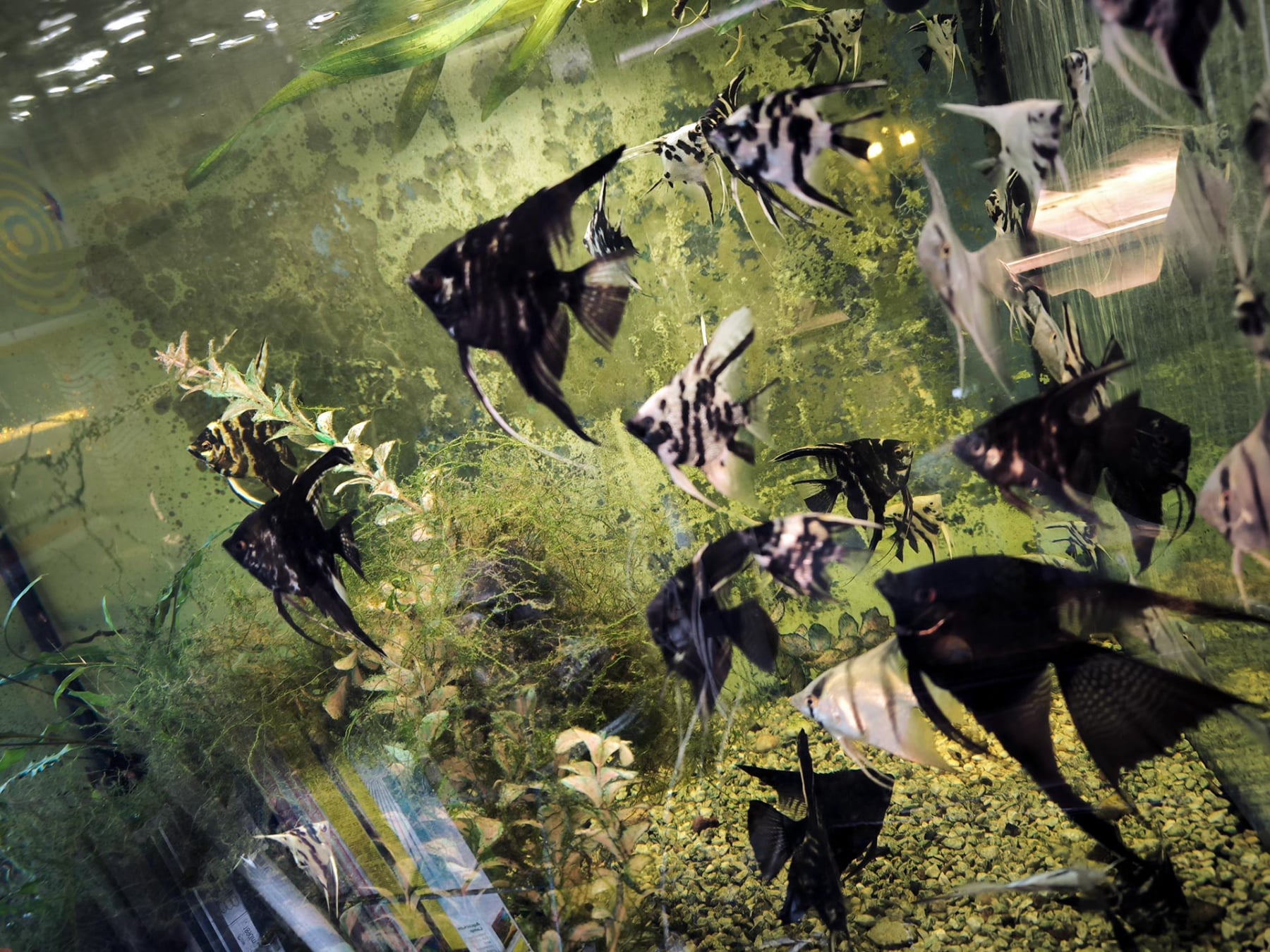 Chov akvarijních ryb Jan Kyzúr Jablonec nad Nisou