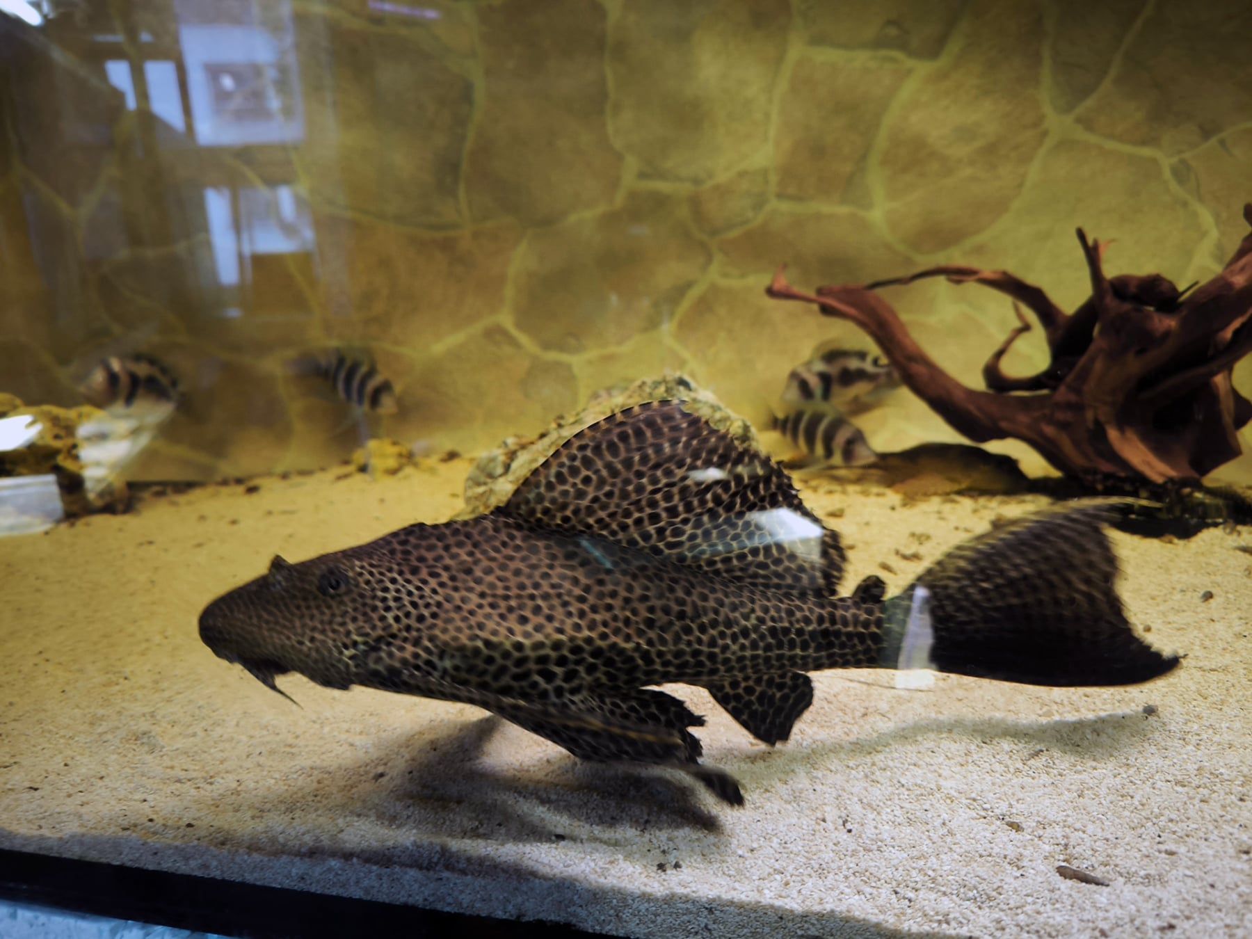 Chov akvarijních ryb Jan Kyzúr Jablonec nad Nisou