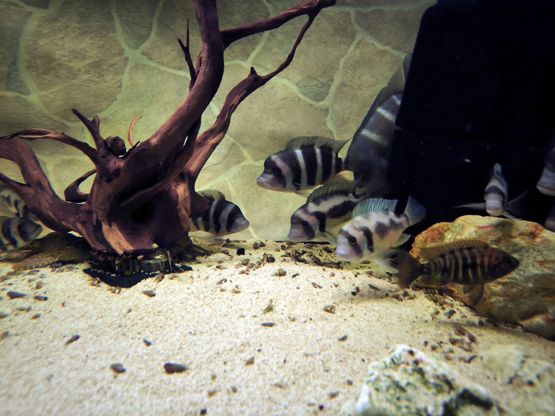 Chov akvarijních ryb Jan Kyzúr Jablonec nad Nisou