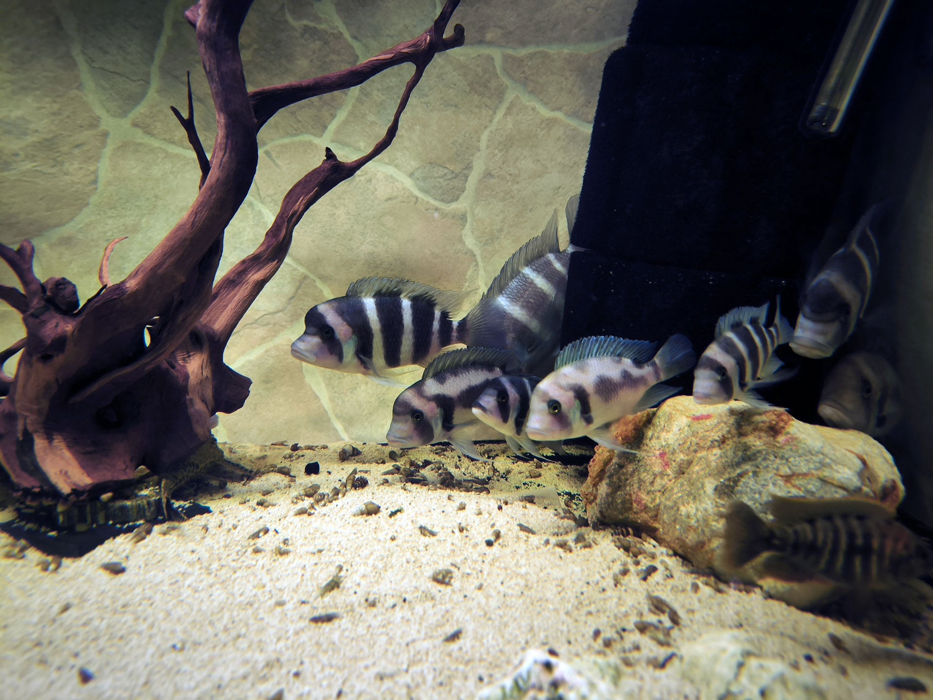 Chova akvarijních rybiček Jan Kyzůr Jablonec nad Nisou