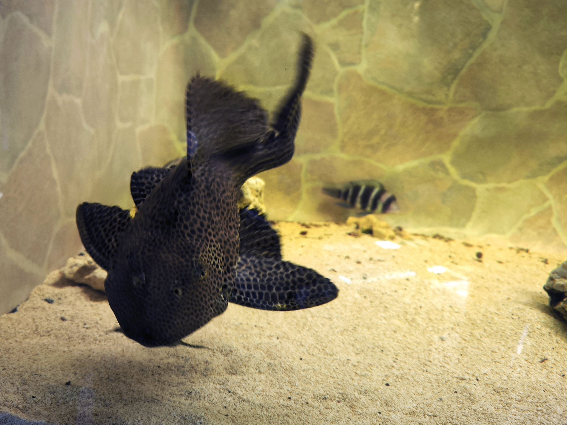 Chova akvarijních rybiček Jan Kyzůr Jablonec nad Nisou