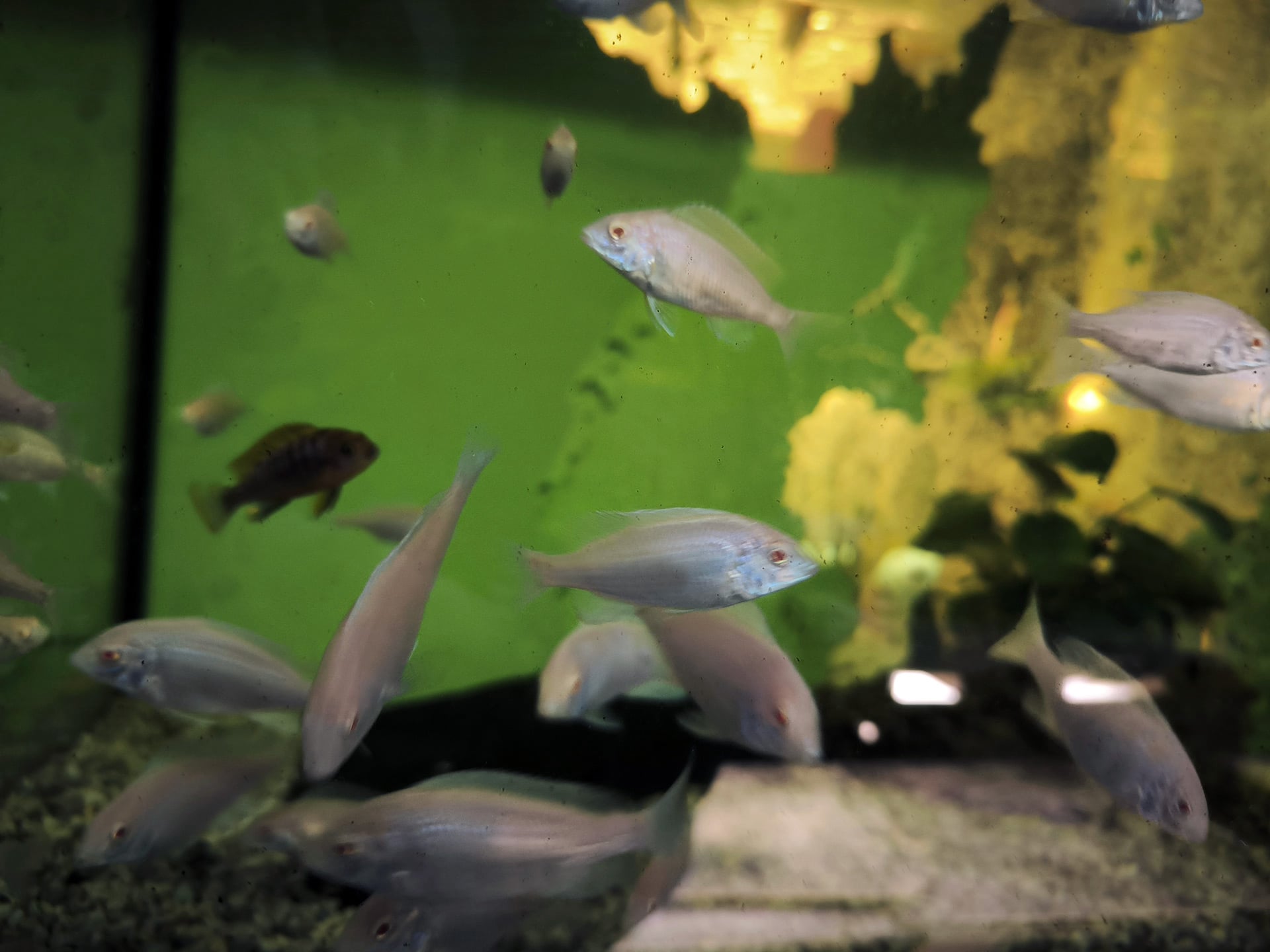 Chova akvarijních rybiček Jan Kyzůr Jablonec nad Nisou