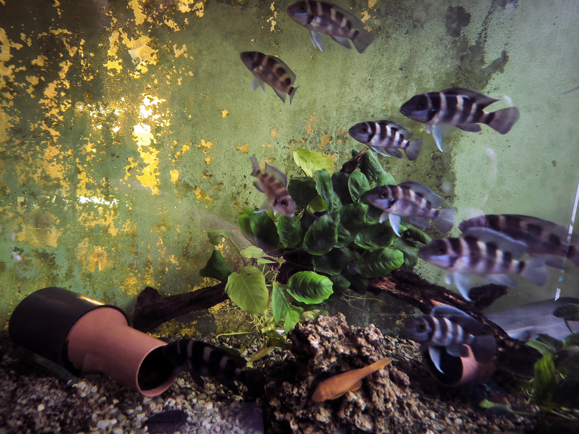 Chova akvarijních rybiček Jan Kyzůr Jablonec nad Nisou