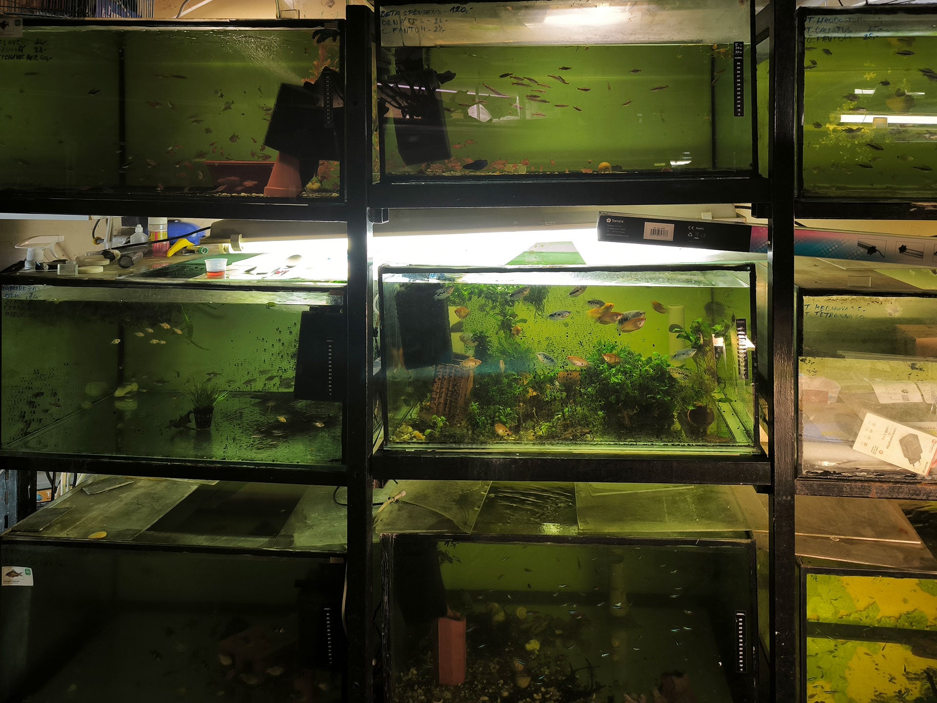 Chova akvarijních rybiček Jan Kyzůr Jablonec nad Nisou