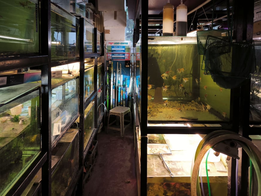 Váš svět akvarijních rybiček a všeho, co k němu patří.