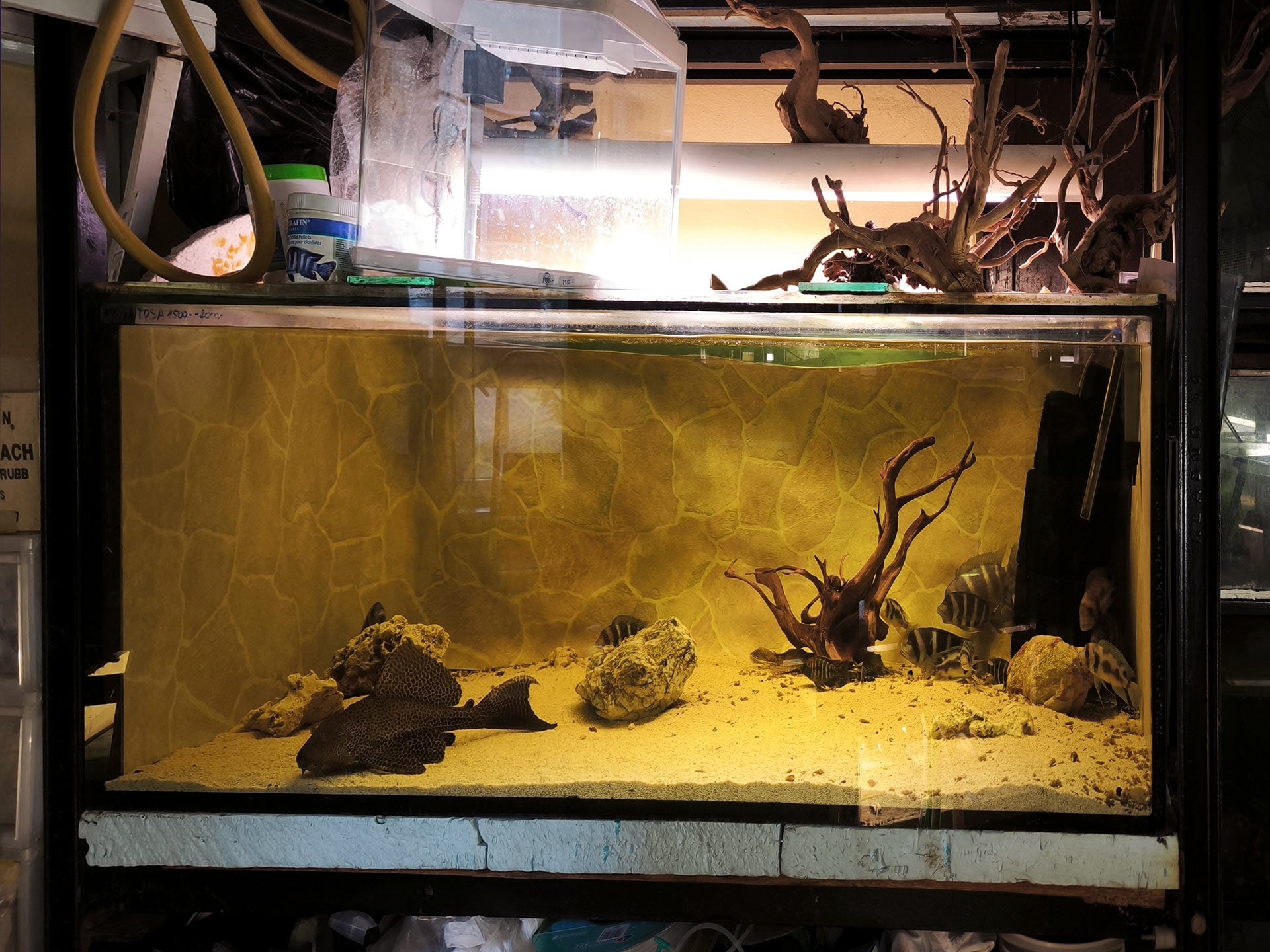 Chova akvarijních rybiček Jan Kyzůr Jablonec nad Nisou