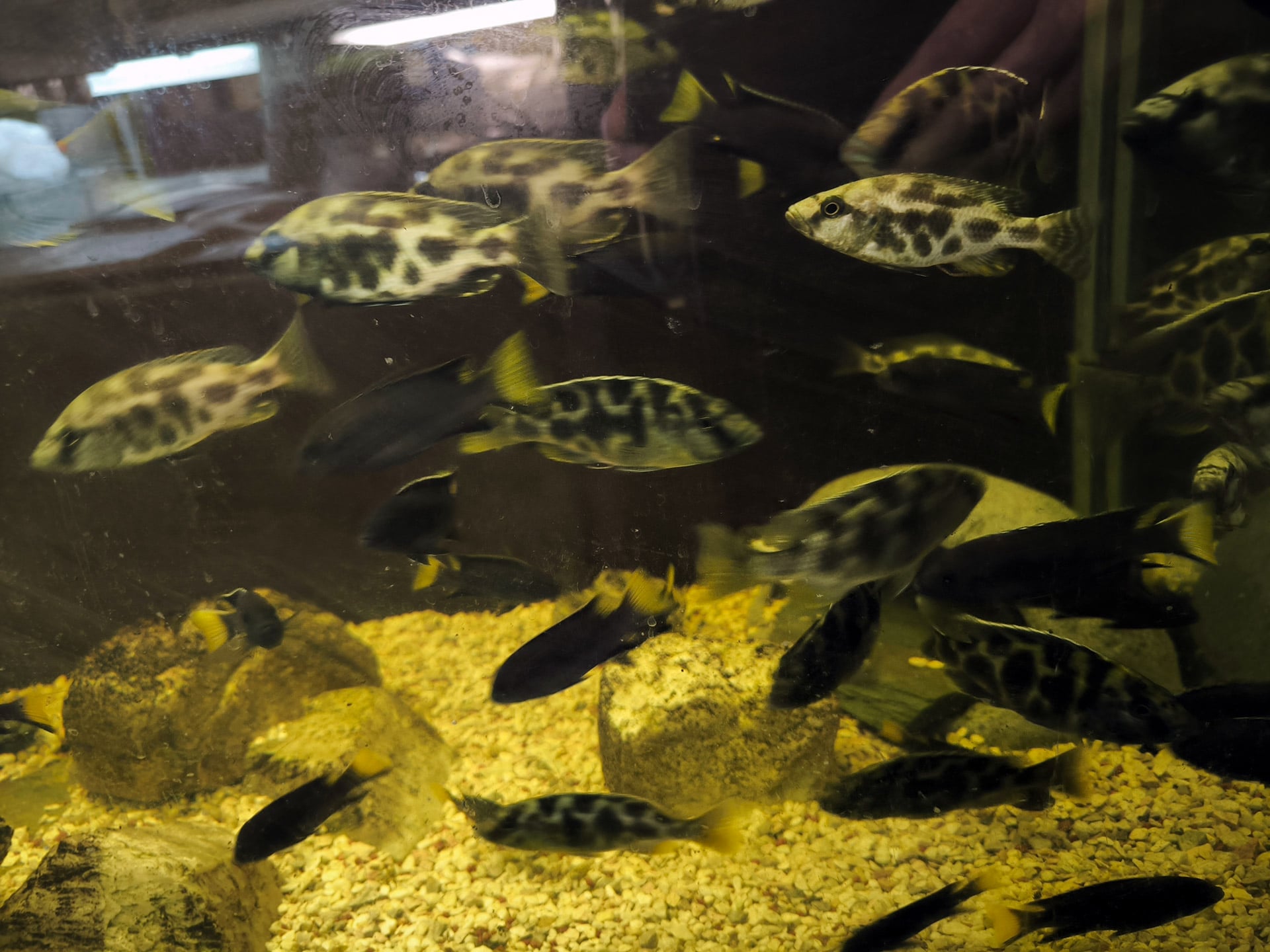 Chova akvarijních rybiček Jan Kyzůr Jablonec nad Nisou