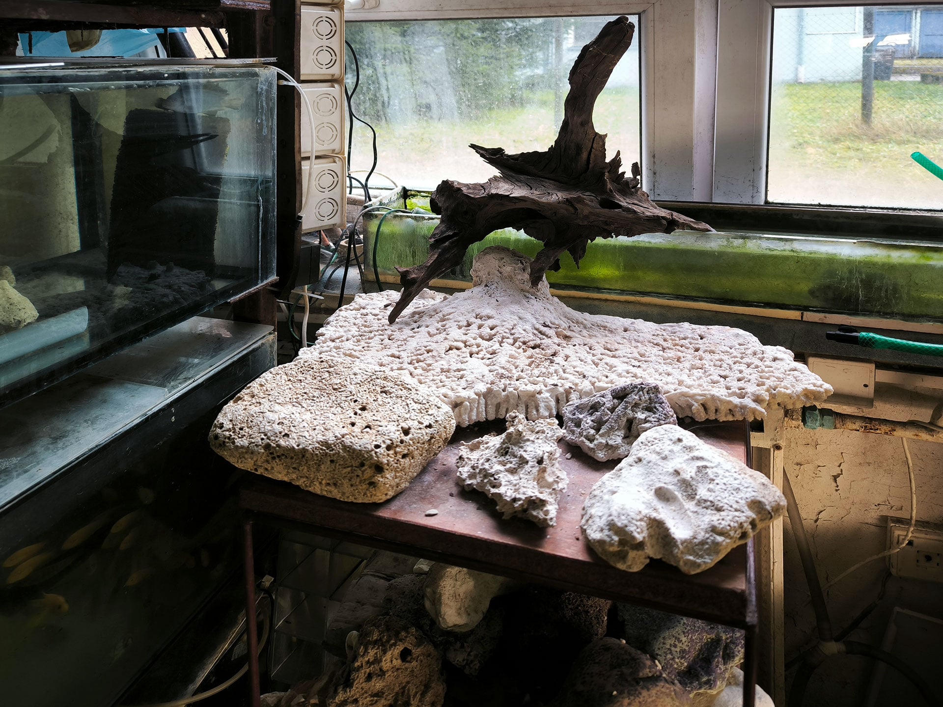 Chova akvarijních rybiček Jan Kyzůr Jablonec nad Nisou