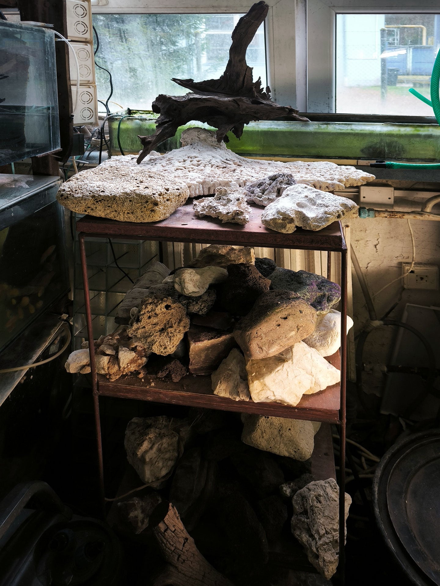 Chova akvarijních rybiček Jan Kyzůr Jablonec nad Nisou