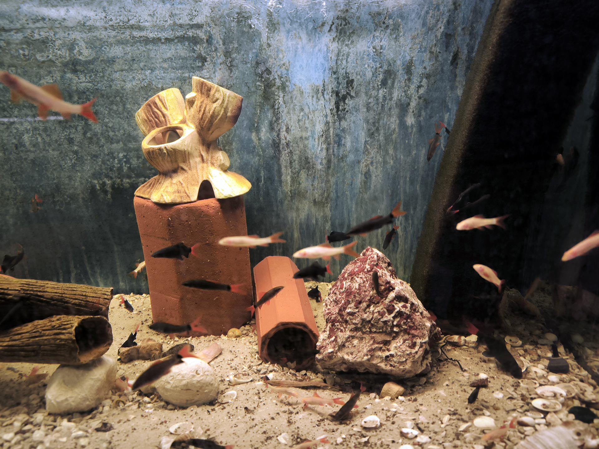 Chova akvarijních rybiček Jan Kyzůr Jablonec nad Nisou