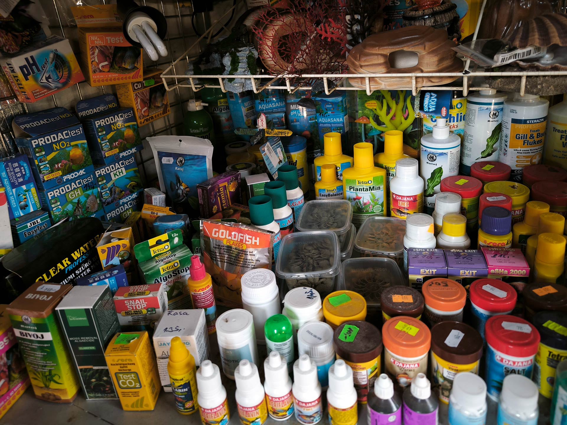 Chova akvarijních rybiček Jan Kyzůr Jablonec nad Nisou