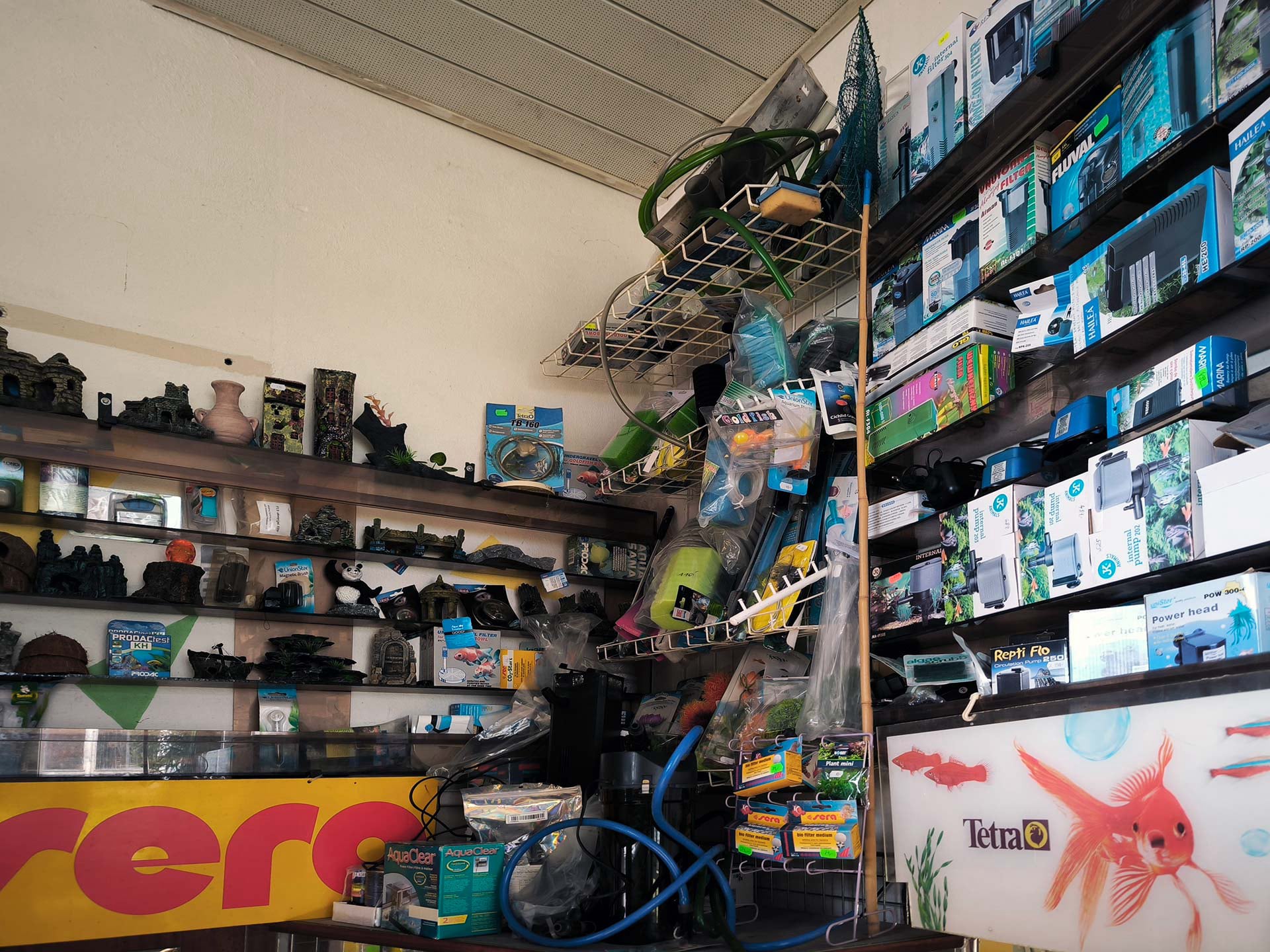 Chova akvarijních rybiček Jan Kyzůr Jablonec nad Nisou