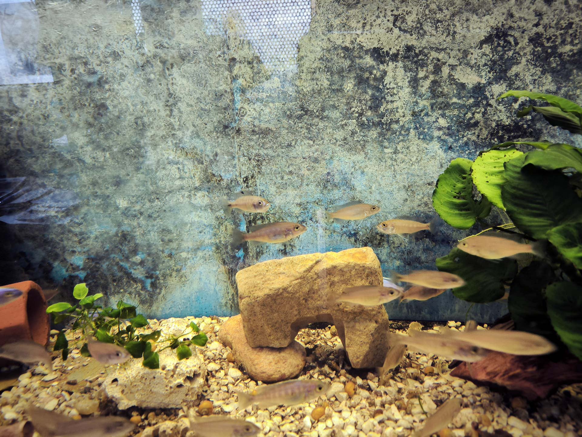 Chova akvarijních rybiček Jan Kyzůr Jablonec nad Nisou