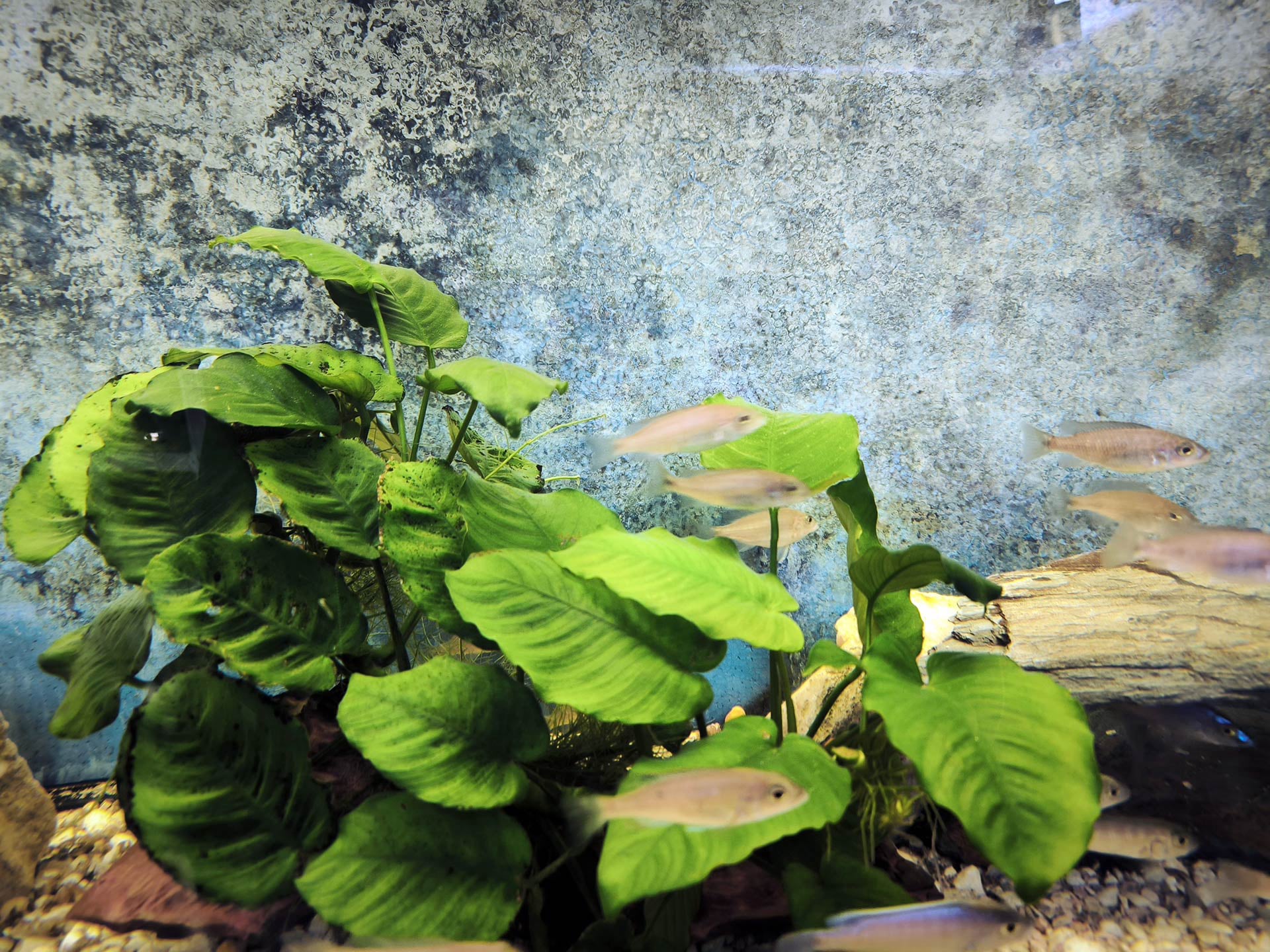 Chova akvarijních rybiček Jan Kyzůr Jablonec nad Nisou