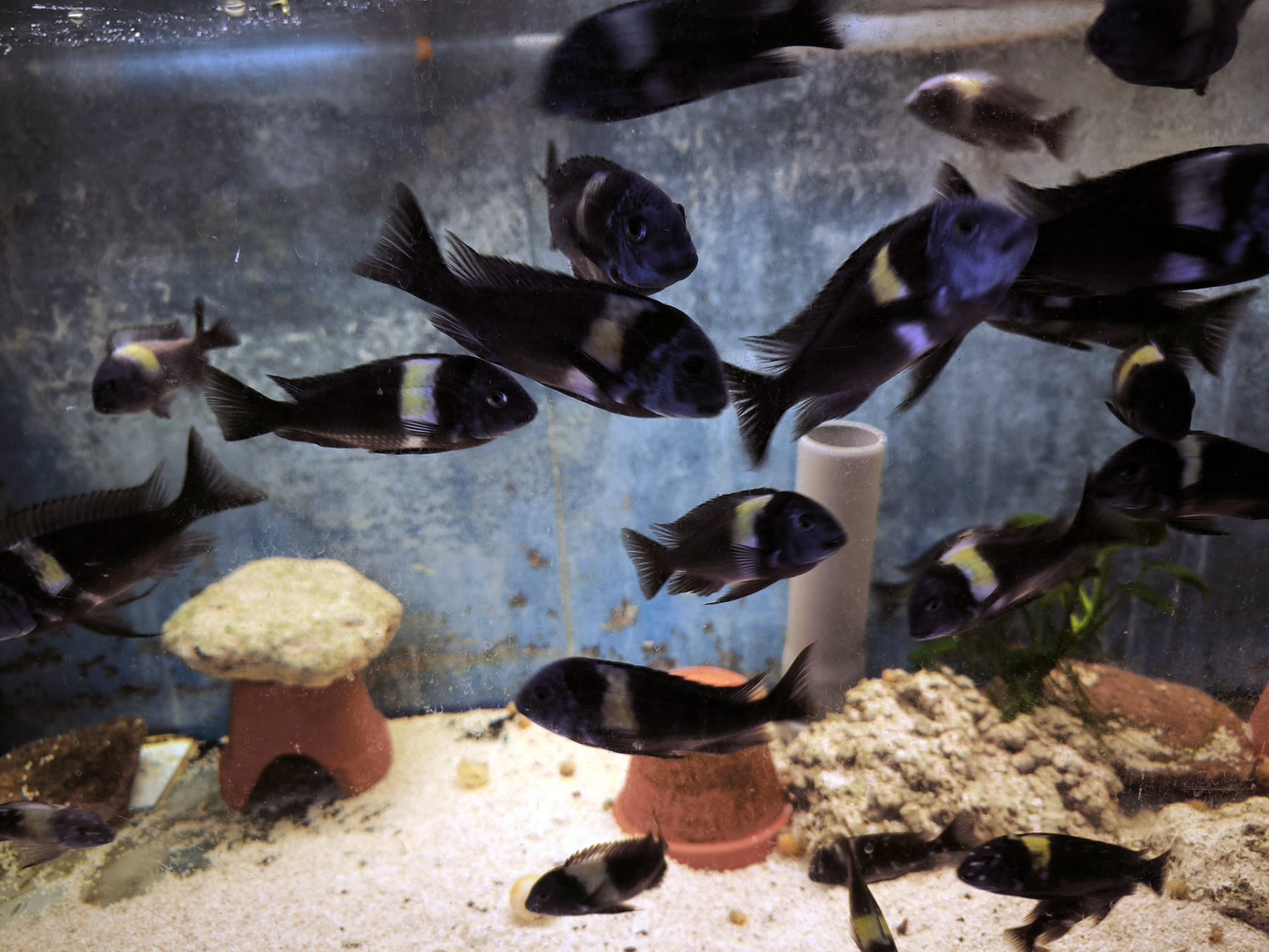 Chov akvarijních ryb Jan Kyzúr Jablonec nad Nisou