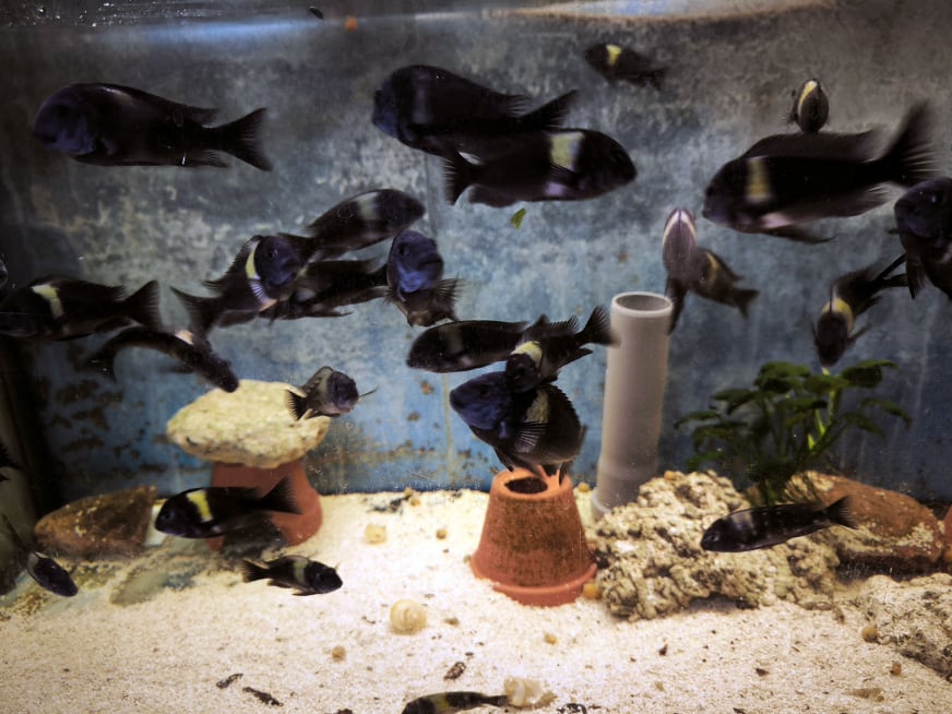 Chova akvarijních rybiček Jan Kyzůr Jablonec nad Nisou